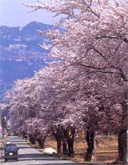 大原桜並木