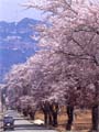 大原桜並木